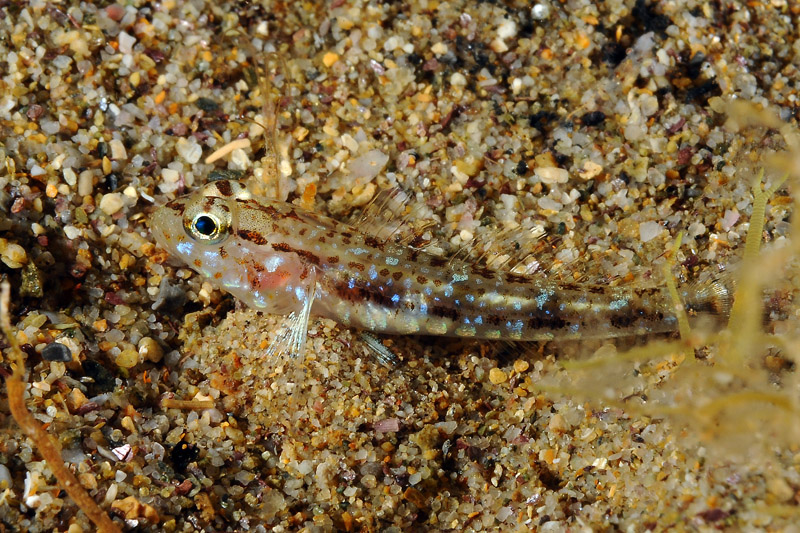 Piccolo gobide da determinare (juvenile Gobius geniporus)